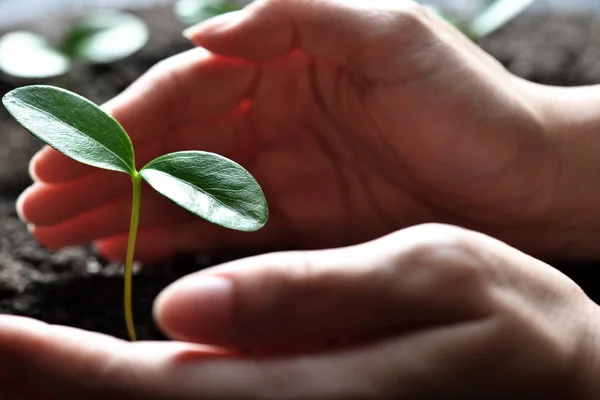 Mains Tenant Soignant Une Jeune Plante Verte — Photo