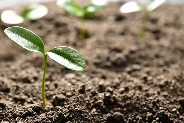 Young Plant Morning Light Growing Out Soil — Stock Photo, Image