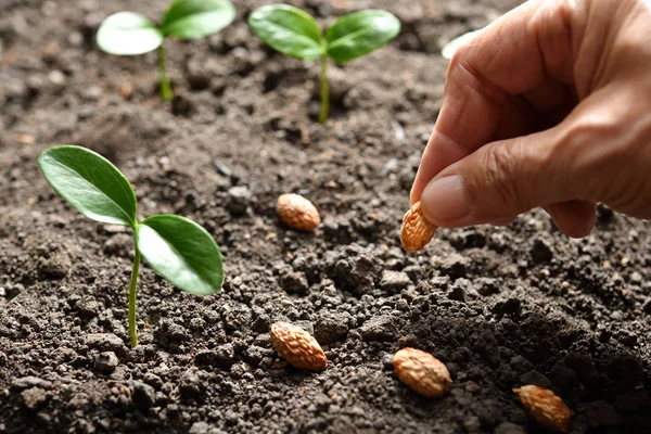 Rolnika Ręka Sadzenia Nasion Glebie — Zdjęcie stockowe
