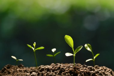 Grup genç Bitkilerin topraktan dışarı büyüyen sabah ışık