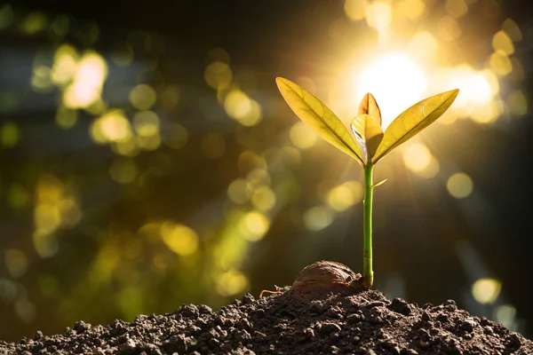 Green Sprout Growing Seed Morning Light — Stock Photo, Image