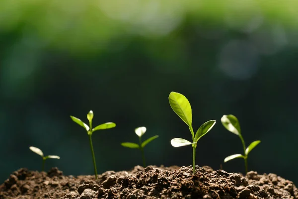 Grupo Plantas Jovens Luz Manhã Que Cresce Fora Solo — Fotografia de Stock