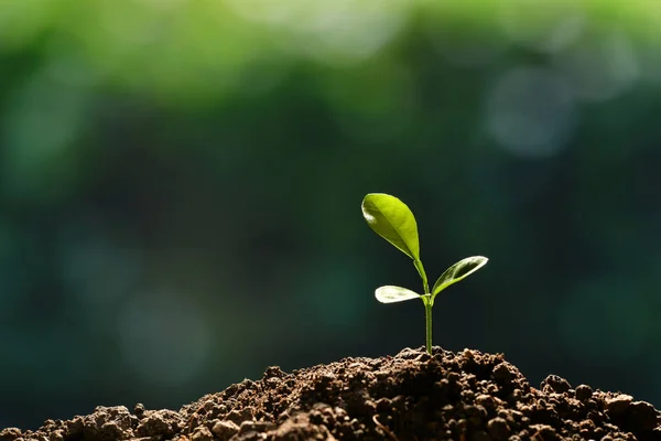 Unga Plantor Morgonljuset Växer Från Jord — Stockfoto