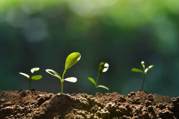 Gruppen Unga Plantor Morgonljuset Växer Från Jord — Stockfoto