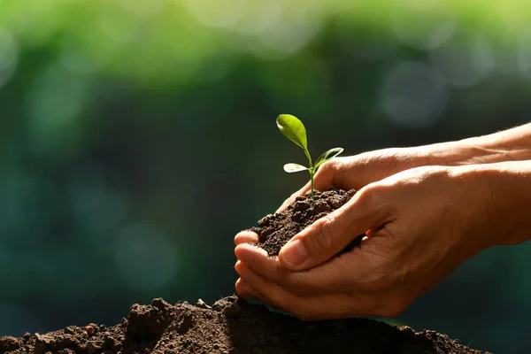 Mãos Segurando Cuidando Uma Planta Jovem Verde — Fotografia de Stock