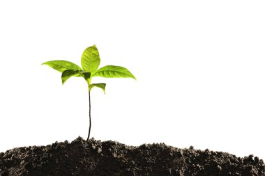 Topraktan çıkan yeşil filizler beyaz arka planda izole edilmiş.