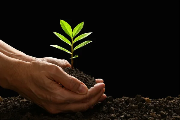 Handen Houden Verzorgen Van Een Groene Jonge Plant Zwarte Achtergrond — Stockfoto
