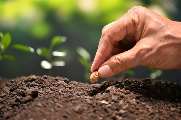 Die Hand Des Bauern Pflanzt Einen Samen Die Erde — Stockfoto