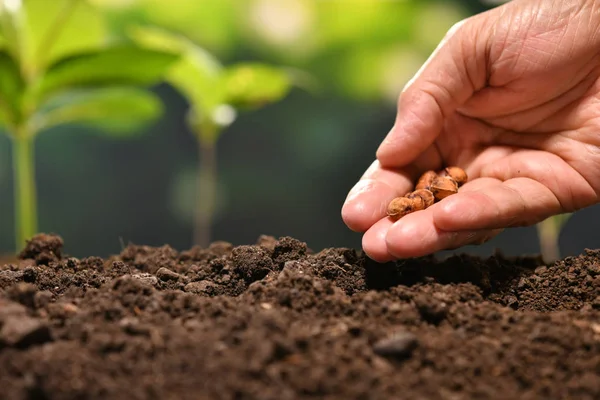 Χέρι Του Αγρότη Φυτεύοντας Σπόρους Στο Χώμα — Φωτογραφία Αρχείου