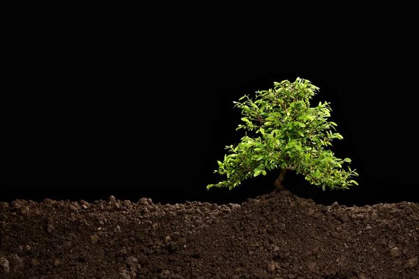 Μικρό Δέντρο Ανάπτυξη Έξω Από Χώμα Που Απομονώνονται Μαύρο Φόντο — Φωτογραφία Αρχείου