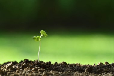 Sabahın köründe topraktan çıkan genç bir bitki.