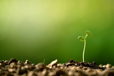 Sabahın köründe topraktan çıkan genç bir bitki.