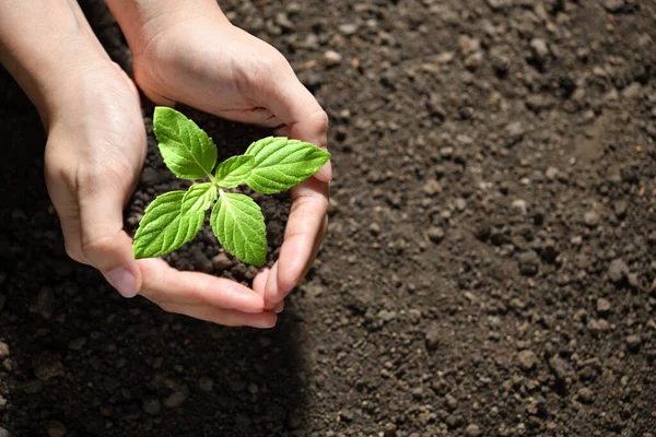 Manos Sosteniendo Cuidando Una Planta Joven Verde —  Fotos de Stock