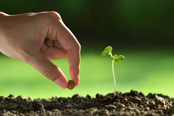 Hand Der Person Die Samen Die Erde Pflanzt — Stockfoto
