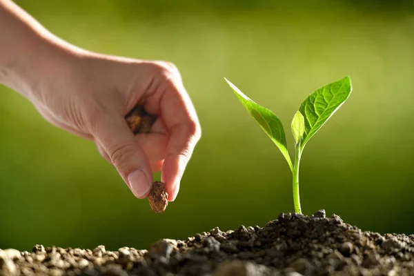 Mão Das Pessoas Plantando Sementes Solo — Fotografia de Stock