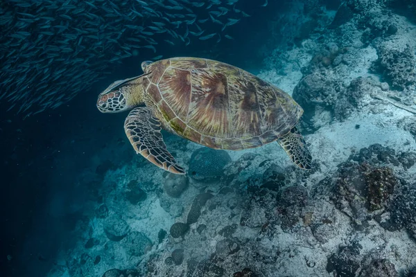 Green sea turtle swimming close to a school of fish — 스톡 사진