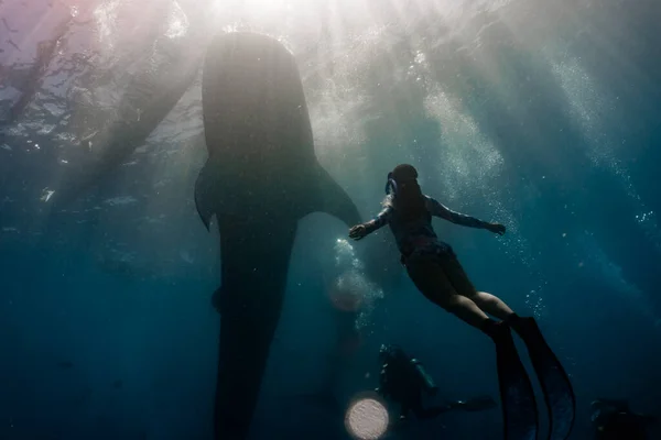 Tiburón ballena buceo oslob — Foto de Stock