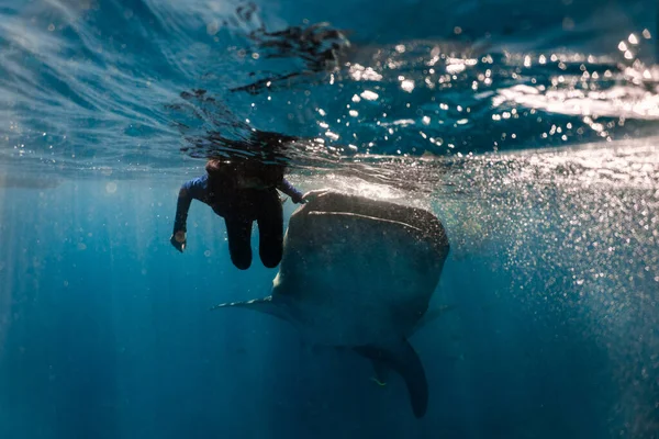 Китовая акула ныряющая ослоб — стоковое фото