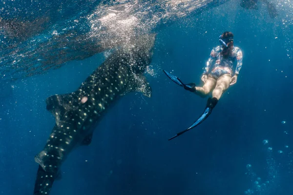 Whale shark diving oslob — Stockfoto