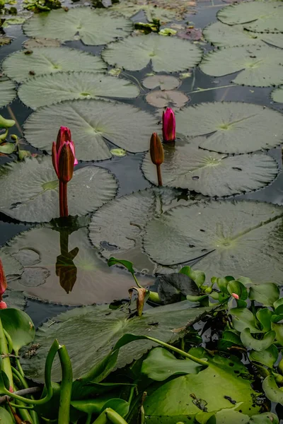 Lirios de agua en un lago — Foto de Stock