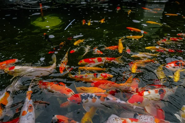 Peces koi en un estanque —  Fotos de Stock