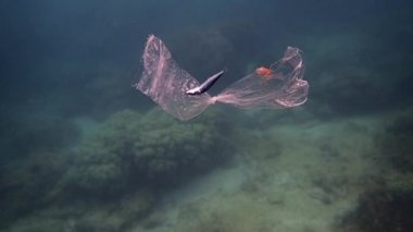 Plastikteki ölü balık.