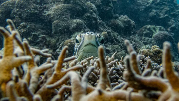 Kopf Der Grünen Meeresschildkröte Taucht Hinter Verzweigten Korallen Auf — Stockfoto