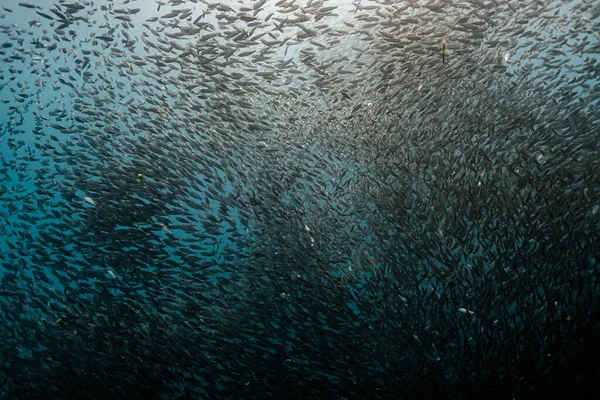 Escuela Masiva Peces Arrecife Poco Profundo Playa Panagsama Moalboal Filipinas —  Fotos de Stock