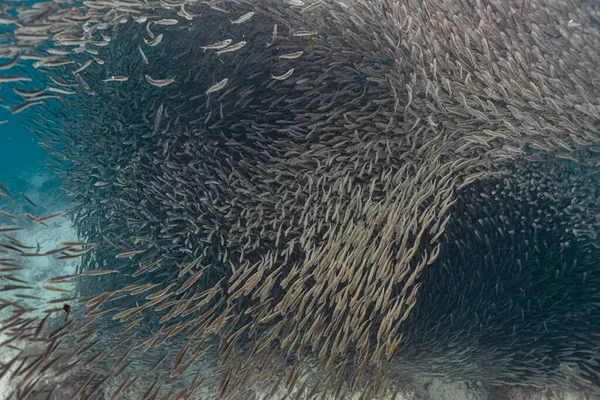 Escuela Masiva Peces Arrecife Poco Profundo Playa Panagsama Moalboal Filipinas —  Fotos de Stock