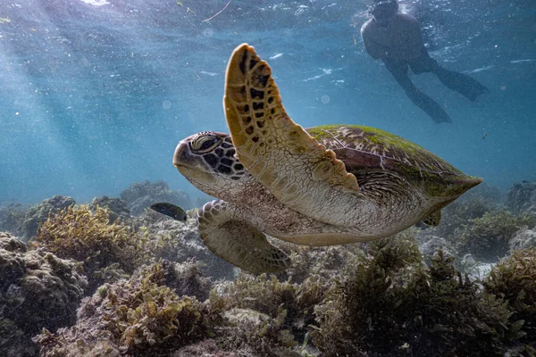 一只绿海龟沿着珊瑚礁游来游去 而一个游客从后面密切注视着 — 图库照片
