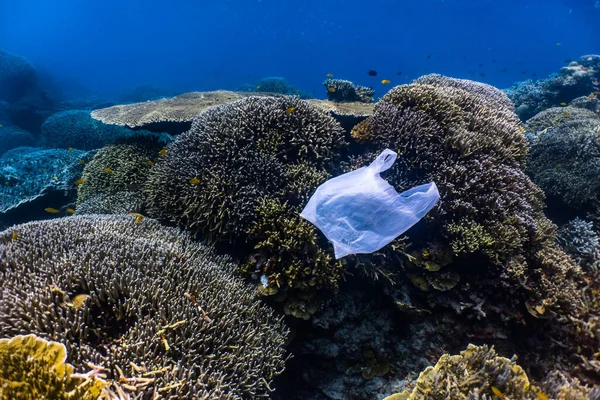 Tek kullanımlık plastik ve sığ bir resifte balık sürüsü. Plastik, okyanustaki kirliliğin en büyük etkenlerinden biridir..