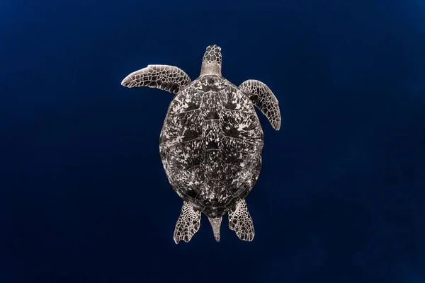 Yeşil deniz kaplumbağası (chelonia mydas) derin mavi sularda zarifçe yüzüyor..