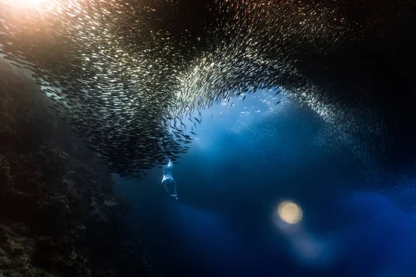 Бесплатное Погружение Огромной Школой Сардин Подводной Скале — стоковое фото