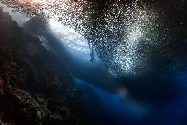 Бесплатное Погружение Огромной Школой Сардин Подводной Скале — стоковое фото