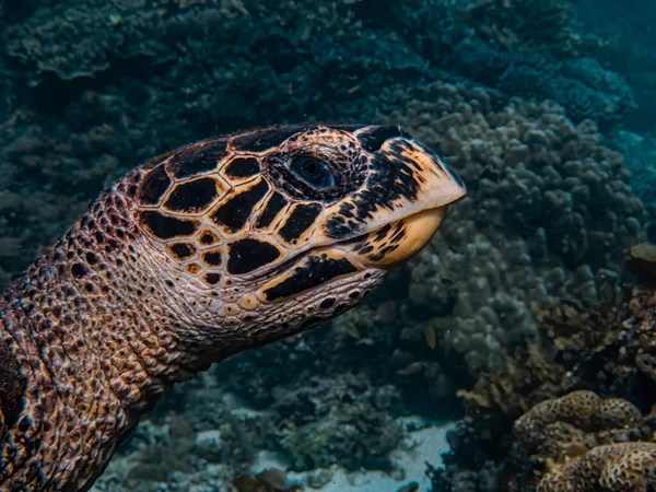 바다거북 Eretmochelys Imbricata 머리를 — 스톡 사진