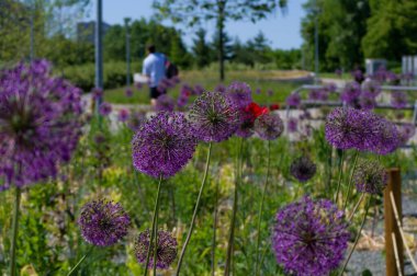 Bahçede yürüyen insanlarla park et. Strizkov metro istasyonunda. Mor çiçekli kaldırım.