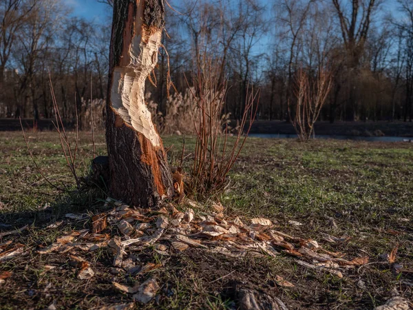Árvore roída por um castor que acordou durante o sono de inverno becau — Fotografia de Stock