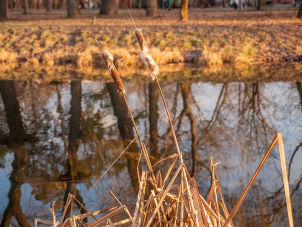 公園の水の近くで成長している2つのブラッシュ小枝. — ストック写真