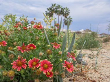 Blanketflowers (Gaillardia aristata) with red and yellow petals bloom in wild nature near the Mediterranean sea on Nissi beach in Ayia Napa. High palm trees and umbrellas at the background. Mild autumn in Cypus. clipart