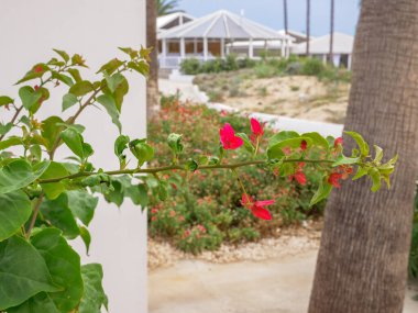 Kıbrıs Rum Kesimi 'nin Aiya Napa kentindeki Nissi plajında Akdeniz kıyısında yetişen yeşil bir çalılığın uzun brunch' ında renkli kırmızı ve pembe Bougainvillea çiçekleri. Arka planda beyaz pavyon kafe.