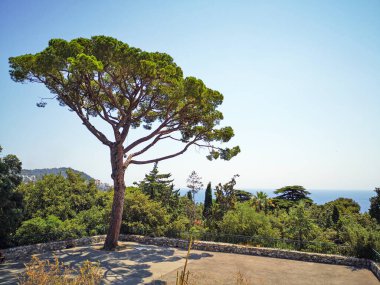 Güzel, yalnız İtalyan taş şemsiyesi çamı (Pinus çamı) Tepedeki Boront Parkı 'nda, güzel şehrin tepesinde arka planda Akdeniz, tepe ve gökyüzü ile birlikte büyüyor..