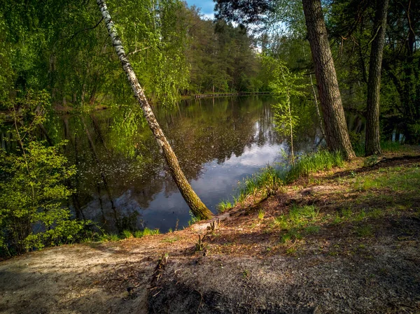 Береза Согнулась Над Спокойной Водой Паркового Озера Окруженного Зелеными Деревьями — стоковое фото