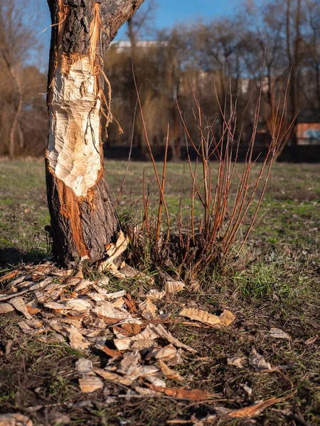 Tree attacked by a beaver that woke up in January because of warm winter. City park in Kyiv, Ukraine. Global warming effects.