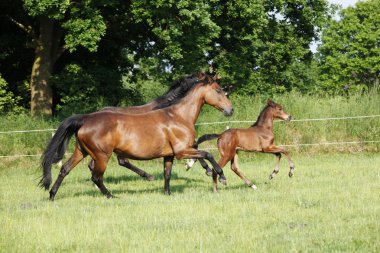 Mares paça tayı