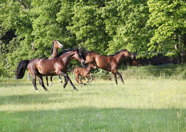 Horses playing on pasture — Stock Photo, Image