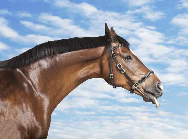 Het paard van zijn tong uit — Stockfoto