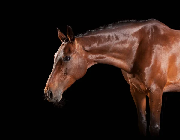 Bruin paard met hoofdstel — Stockfoto