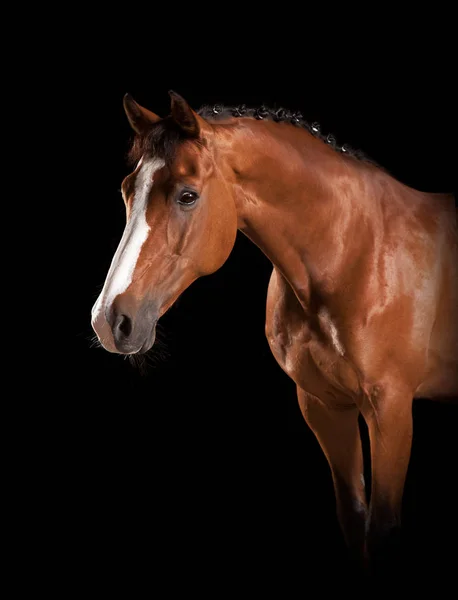 Elegante paard hoofd — Stockfoto