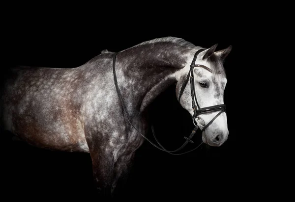 Szary konia z Ogłowie — Zdjęcie stockowe