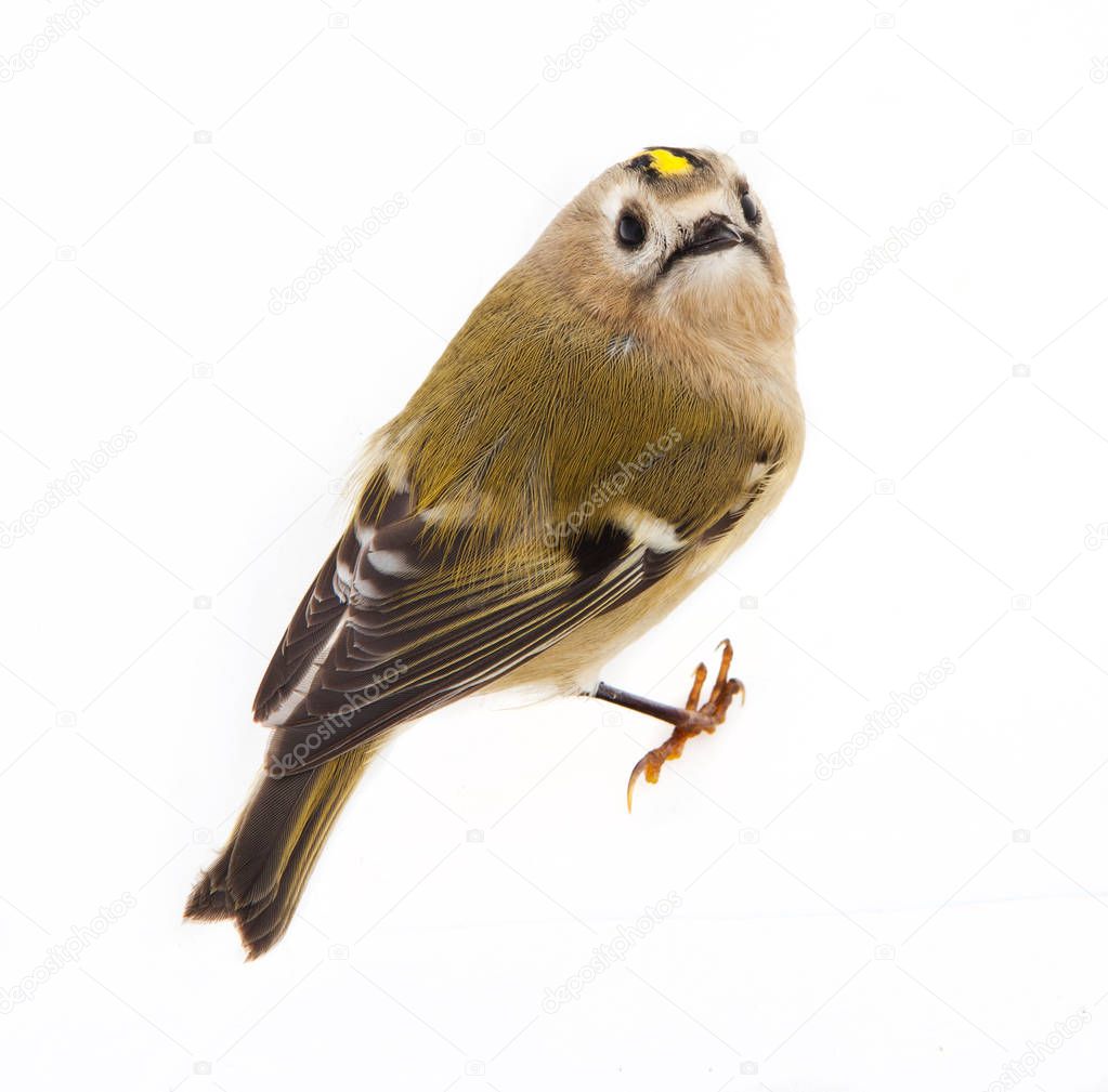 goldcrest white isolated